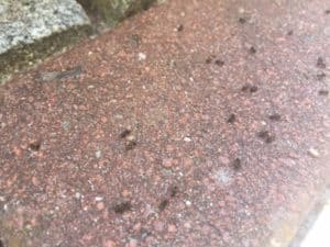 Ameisen im Garten loswerden Die 3 wirkungsvollsten Mittel