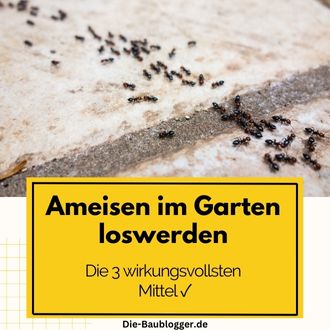 Ameisen im Garten loswerden- Die 3 wirkungsvollsten Mittel