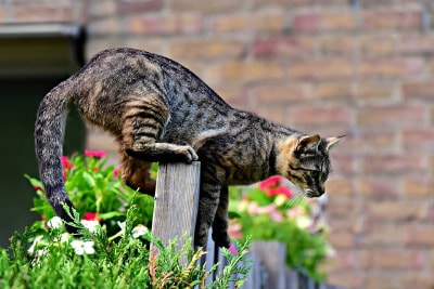Katze auf Gartenzaun